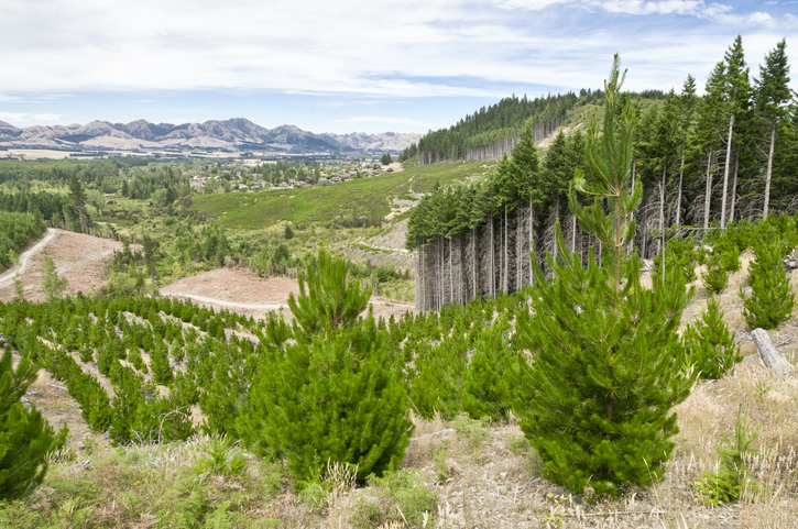 Scenic view of a large plantation of young trees and a nearby, older forest.Please also see other images in this series:[url=file_closeup.php?id=15974214][img]file_thumbview_approve.php?size=2&id=15974214[/img][/url] [url=file_closeup.php?id=11130