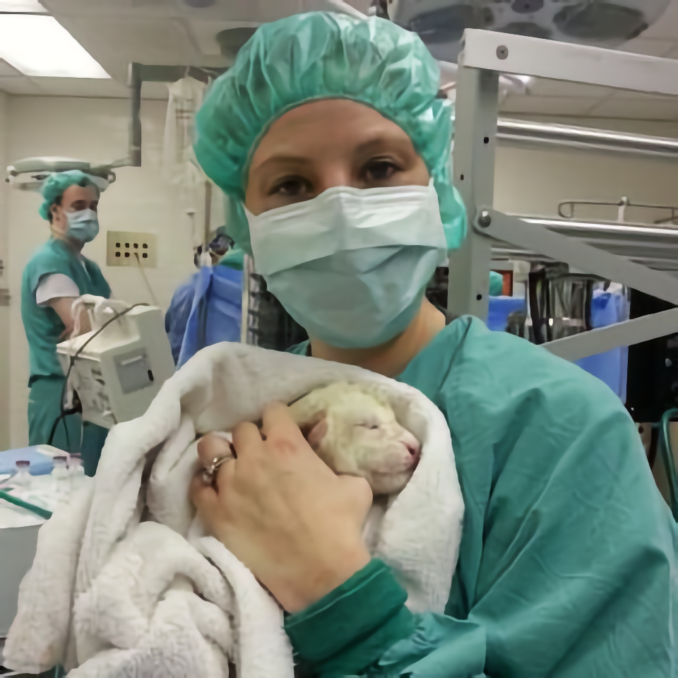 Jessica attending to baby liger while mom gets a c-section.