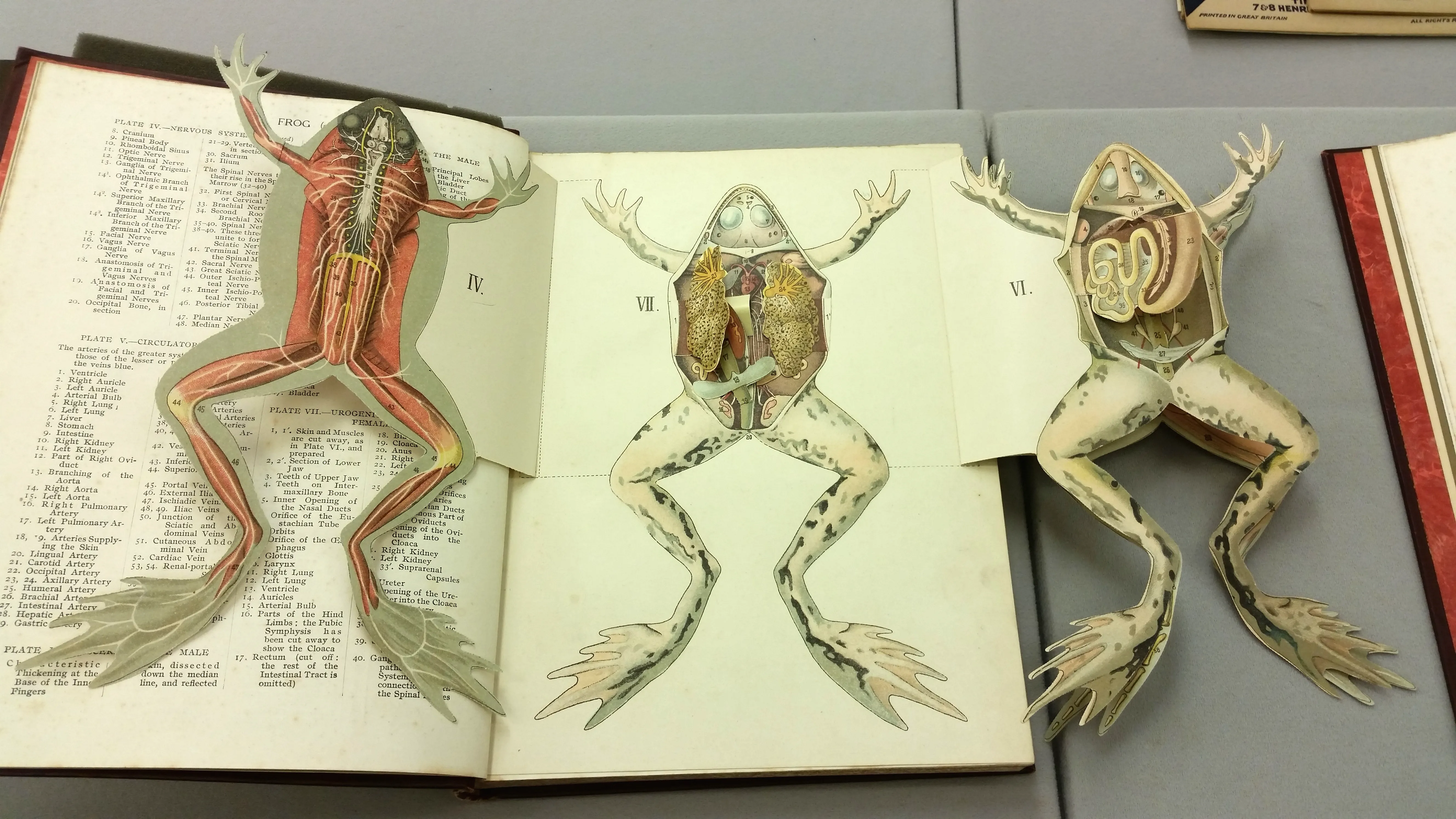 The Anatomy of a Frog